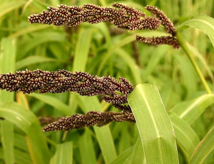 indian-barnyard-millet-jhangora-global-scitech-ocean